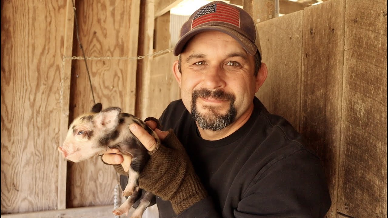 No More Waiting!  Idaho Pasture Pig Piglets!!