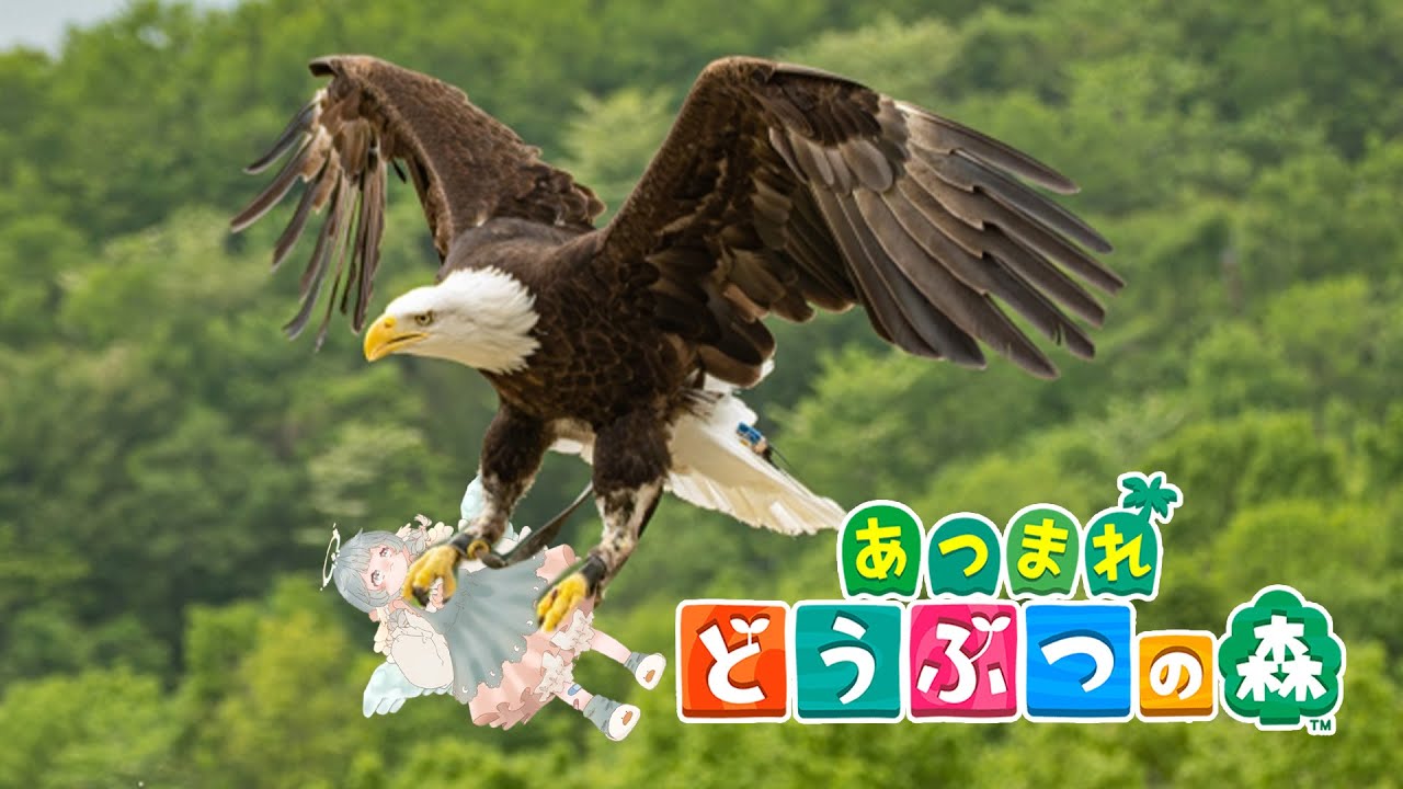 #36【あつまれ どうぶつの森】チルな夜【くるぽぽ はとぽぉ】