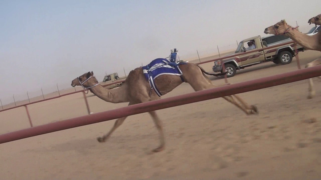 الشوط الرابع قعدان مفاريد  /  ضيف الله البريكي