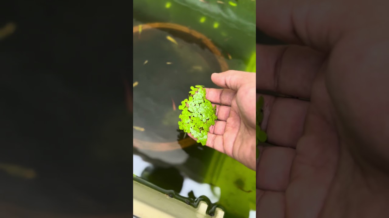 Water Plant floating type | Duckweed | Guppy fish pond