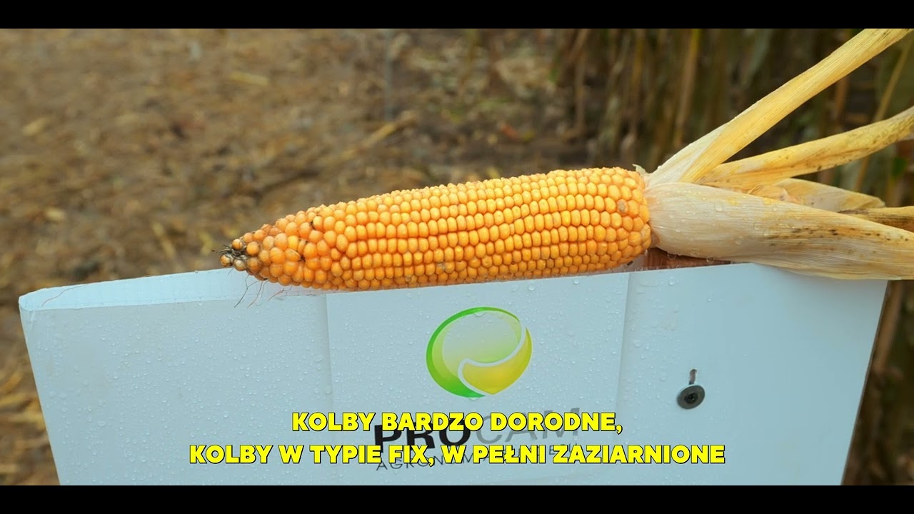 Nowość kukurydza PLOMO FAO 240/250