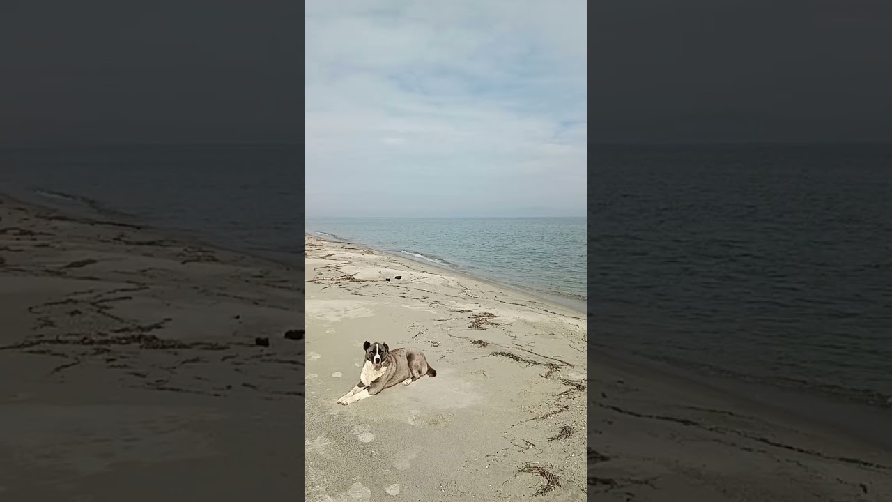 A Calm Dog on a Winter Beach 🐶🌊 | Greece | 24 Feb 2026