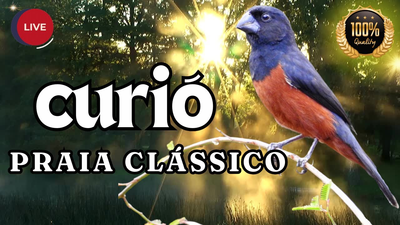 Canto curi&oacute; praia cl&aacute;ssico!