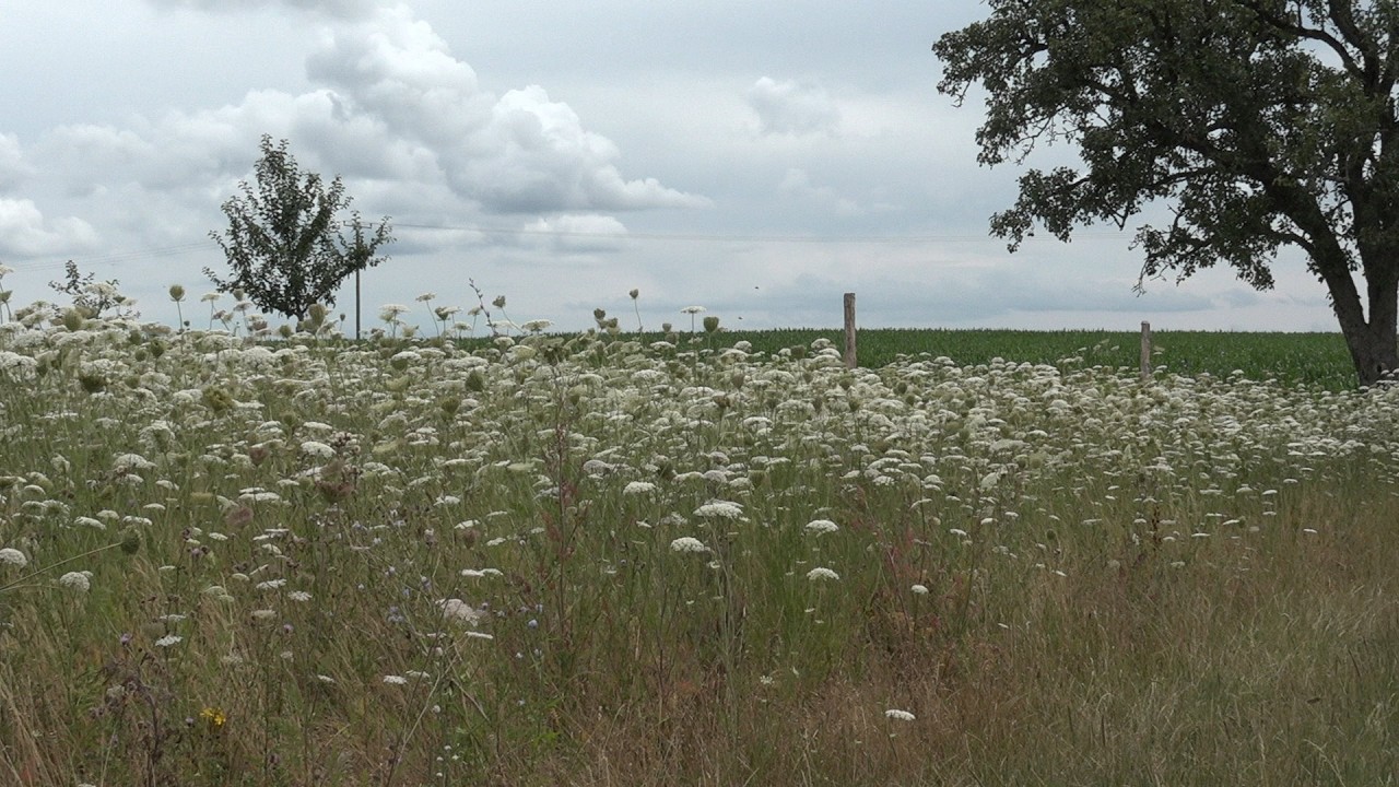 Blumenwiese in der Eifel