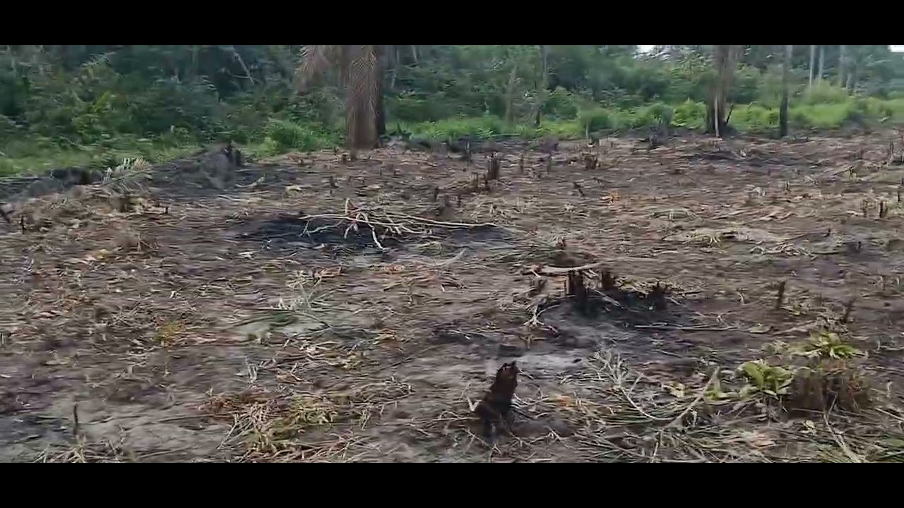 Mais um avanço na limpeza do terreno tá quase pronto 😁