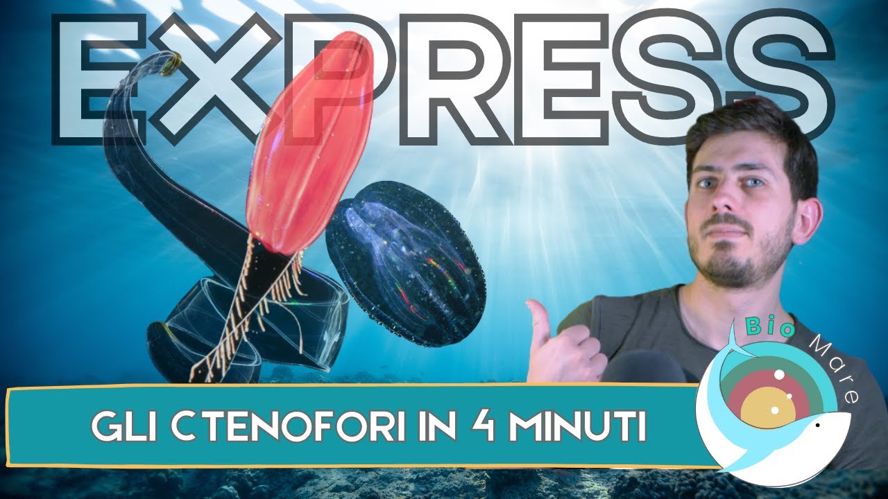 CTENOFORI: 