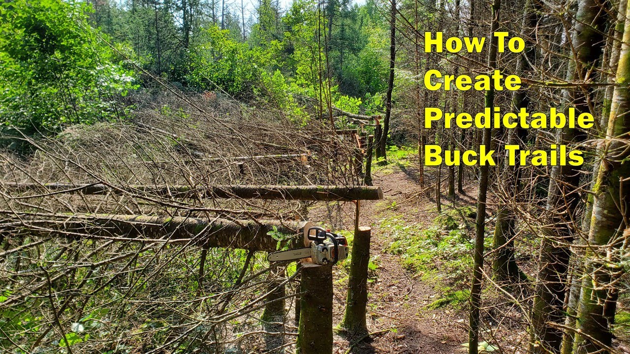 Setting Up Predictable Buck Trails on High Ground Peninsulas With Hinge Cut Trees