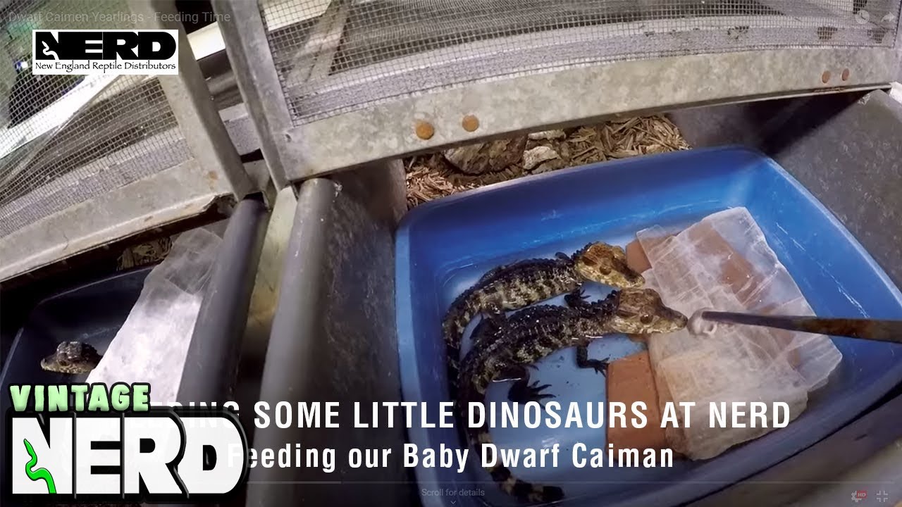 Feeding some little dinosaurs at NERD - Feeding our Baby Dwarf Caiman.