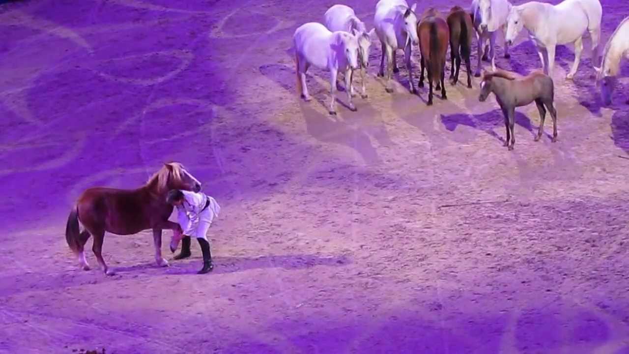 Jean-Francois Pignon "talking with horses" show with 12 young horses,  - SIHS2013 - By EquKing