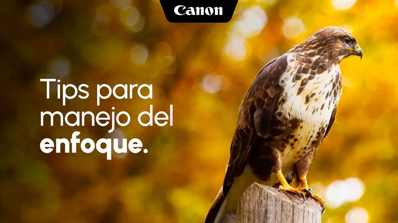 Tips Canon manejo del enfoque