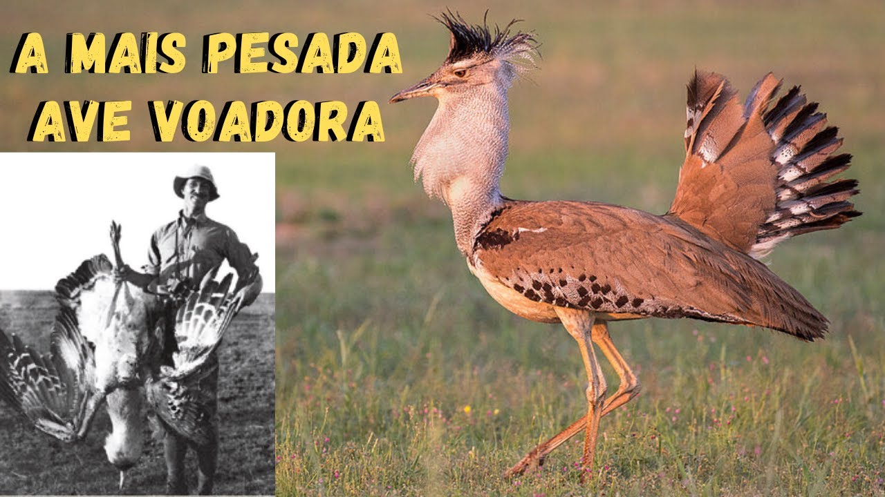 AS PESSOAS NUNCA VIRAM ESSE ANIMAL! A MAIS PESADA AVE VOADORA DO MUNDO! ABETARDA-GIGANTE! NCR&Iacute;VEL!