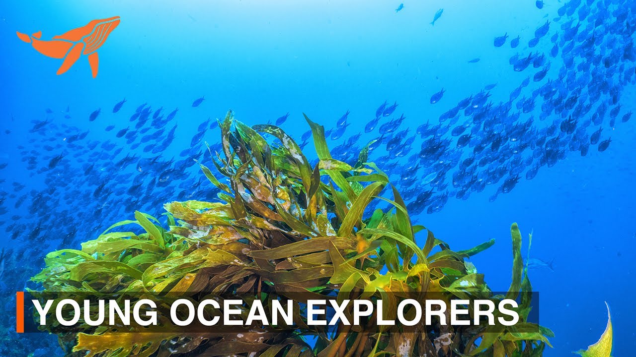 The Journey of Young Ocean Explorers