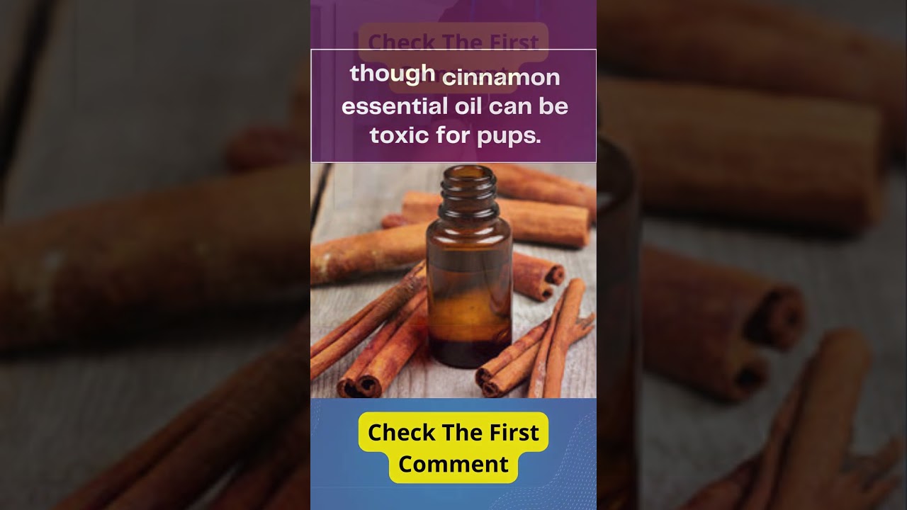 Cinnamon Toxic to Dogs? #shorts