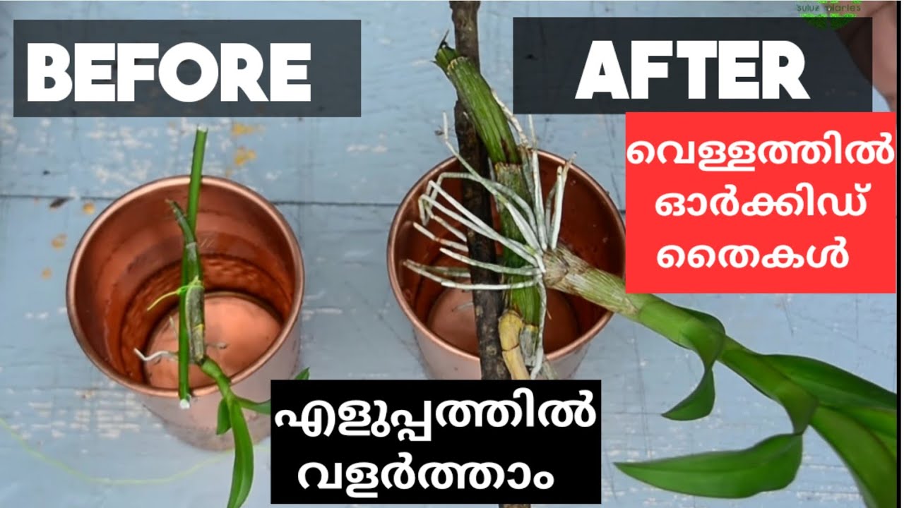 എളുപ്പത്തിൽ വെള്ളത്തിൽ ഓർക്കിഡ് വളർത്താം KIKIES ORCHID PROPAGATION| ORCHID CARE ||orchid propagation