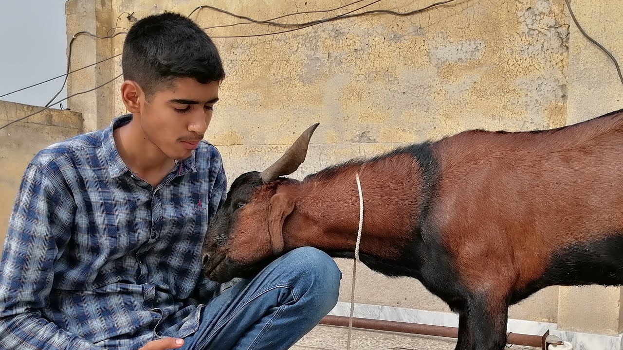 Bakra Eid Vlog 2022 🔥 Qurbani Vlog 😎 Ibrahim Asim Vlogs