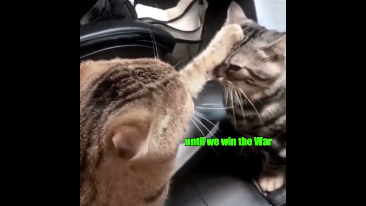 Cat Boot Camp