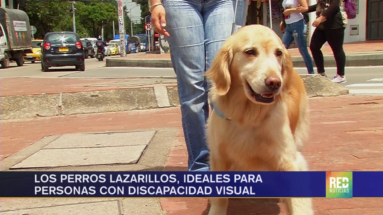 RED+ | Los perros lazarillos, ideales para personas con discapacidad visual