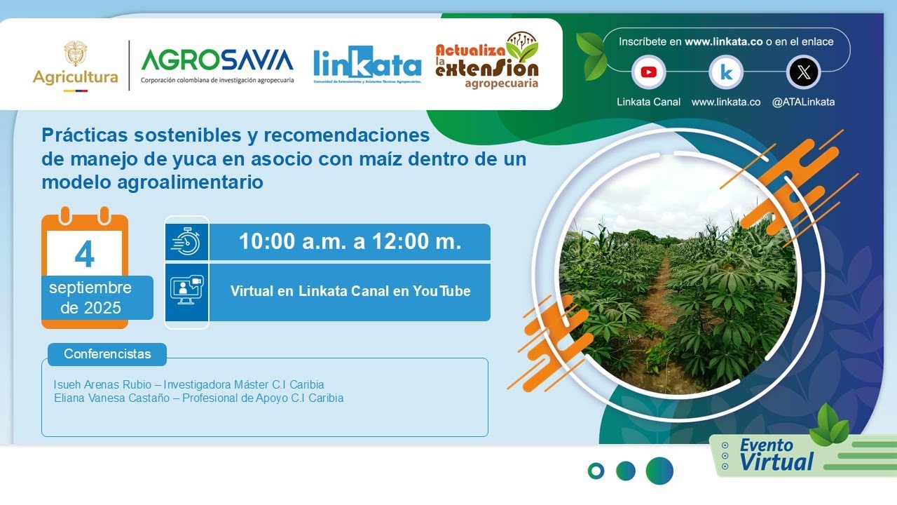 Prácticas sostenibles y recomendaciones manejo de yuca con maíz modelo agroalimentario