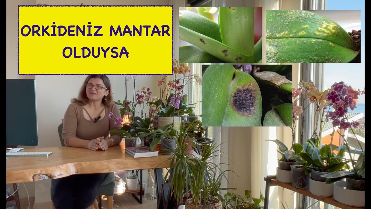 СДЕЛАЙТЕ ЭТО, ЧТОБЫ ЗАЩИТИТЬ И СПАСТИ ВАШУ ОРХИДЕЮ ОТ ГРИБКА! 