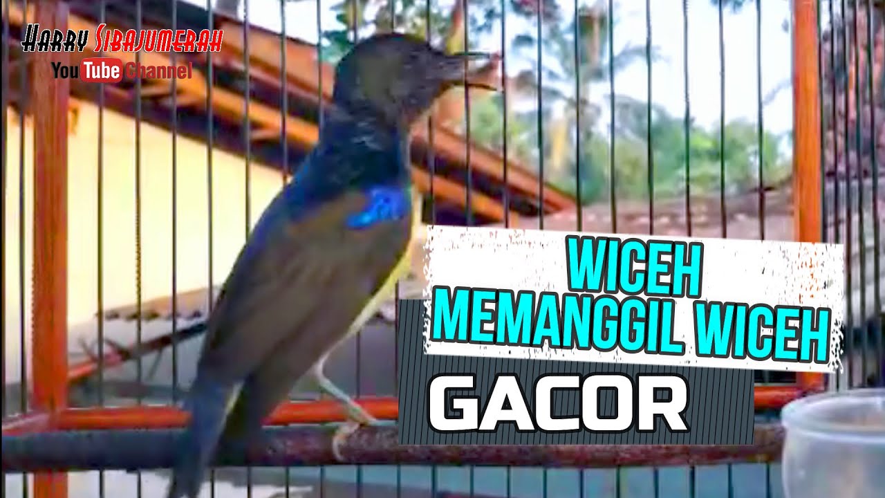 SUARA BURUNG WICEH GACOR NGALAS NGEPLONG / PANCINGAN KOLAP {PART 2}