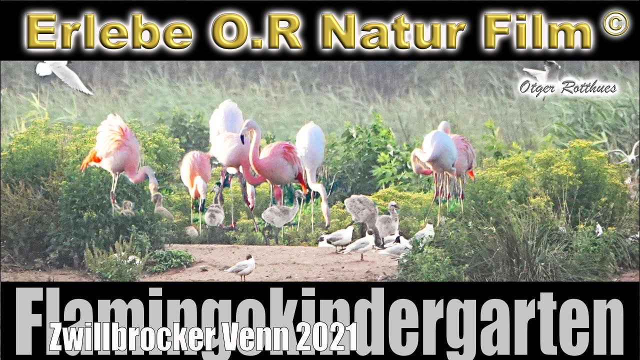 Flamingokindergarten Zwillbrocker Venn 2021 -Vreden- Das Leben erwacht -Relaxvideo-