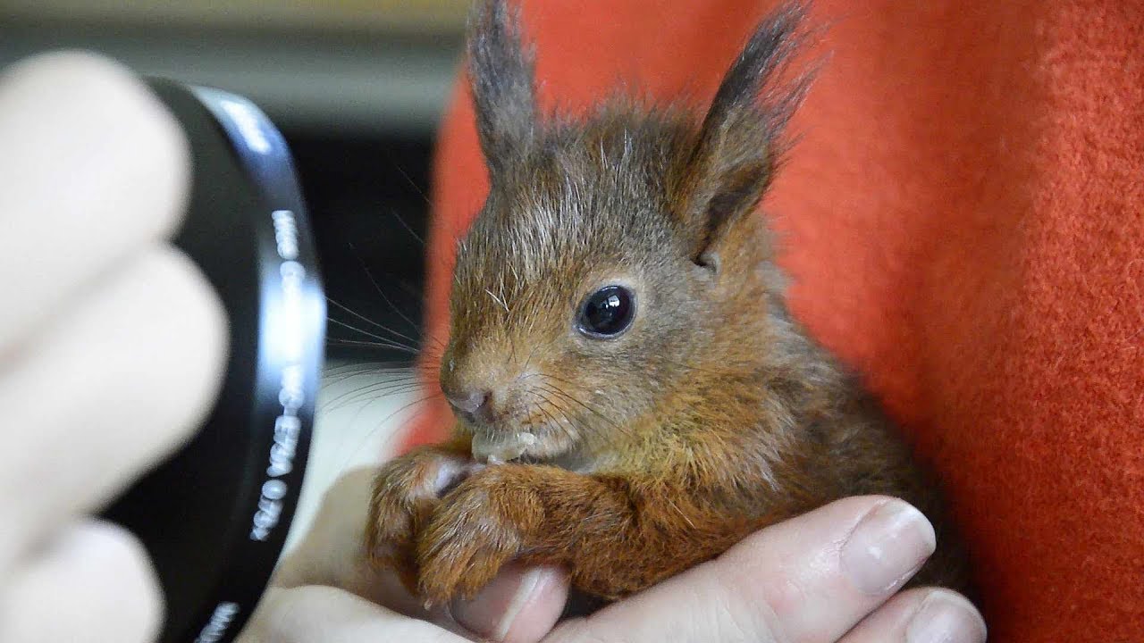 Zu Besuch bei der Eichhörnchen-Ziehmutter