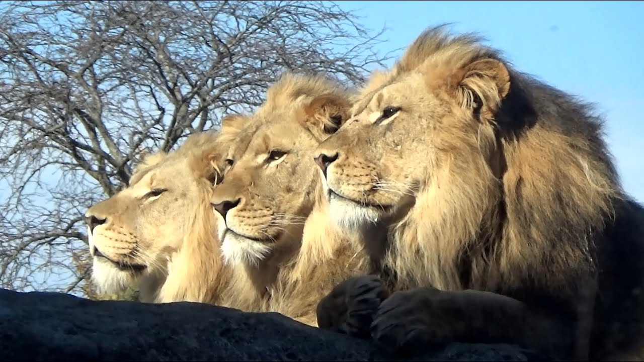 Lincoln Park Zoo Lions 🦁 3 Brothers get Cowhide Treats - they will soon leave this zoo for new homes