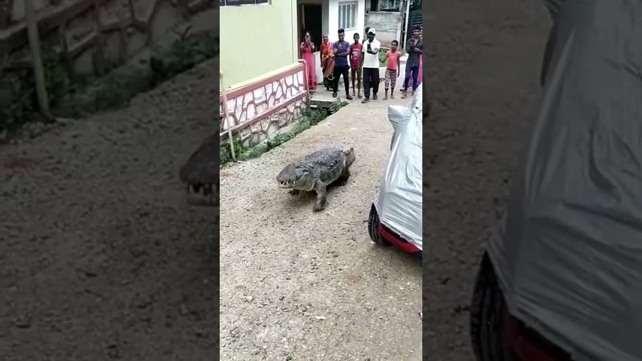 dandeli's crocodile daring. 😏😏😏😱😱😱😈😈😈😈😈😈👿👿👿👿🤭🤭🤭