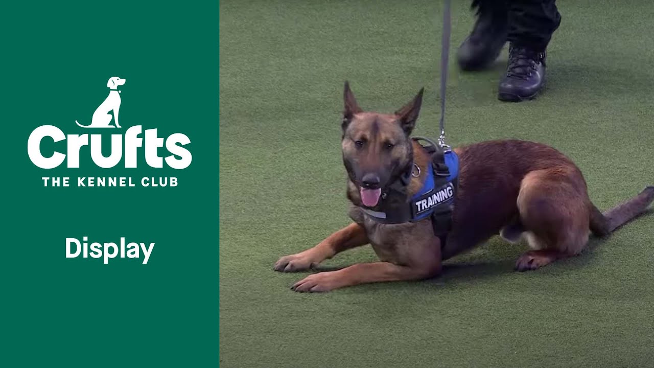Woof Woof 🐶 It's the Sound of the Police! West Midlands Police Dog Team Perform | Crufts 2022