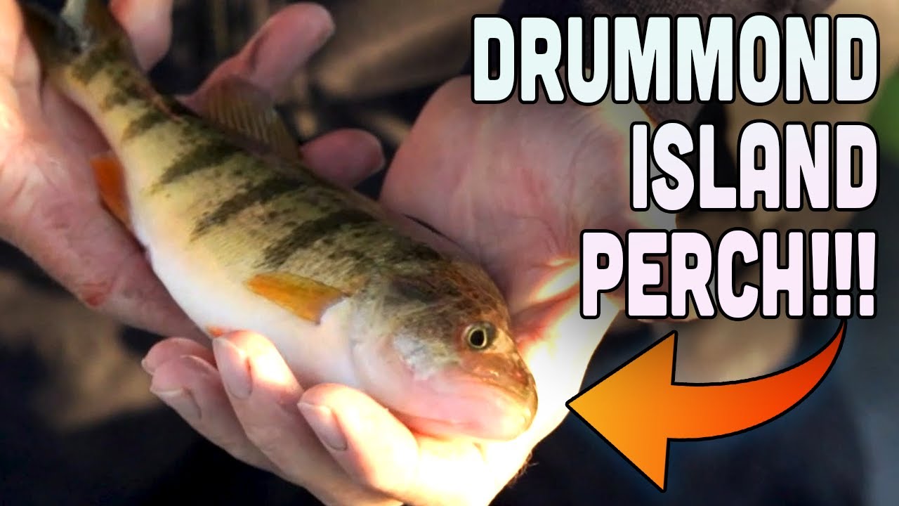 Perch Fishing at Drummond Island!!!