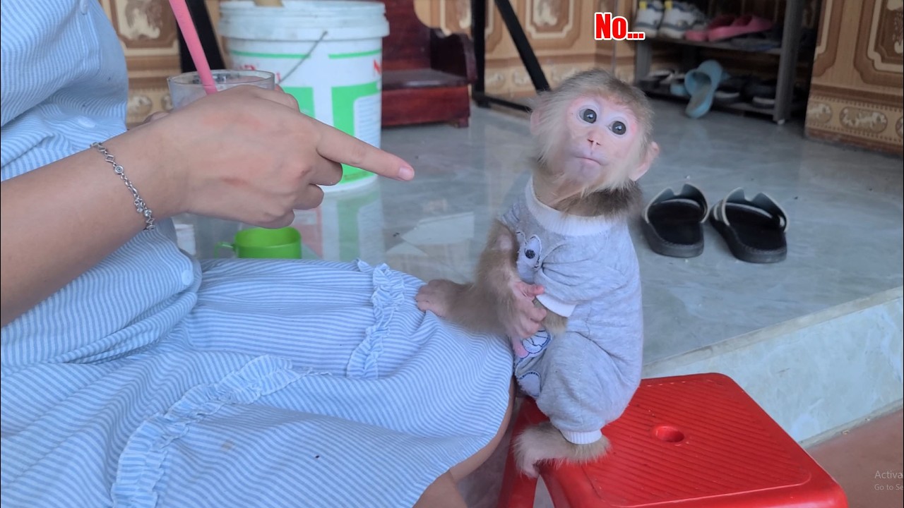 Monkey David hides from Mom and climbs a tree, refusing to take his medicine