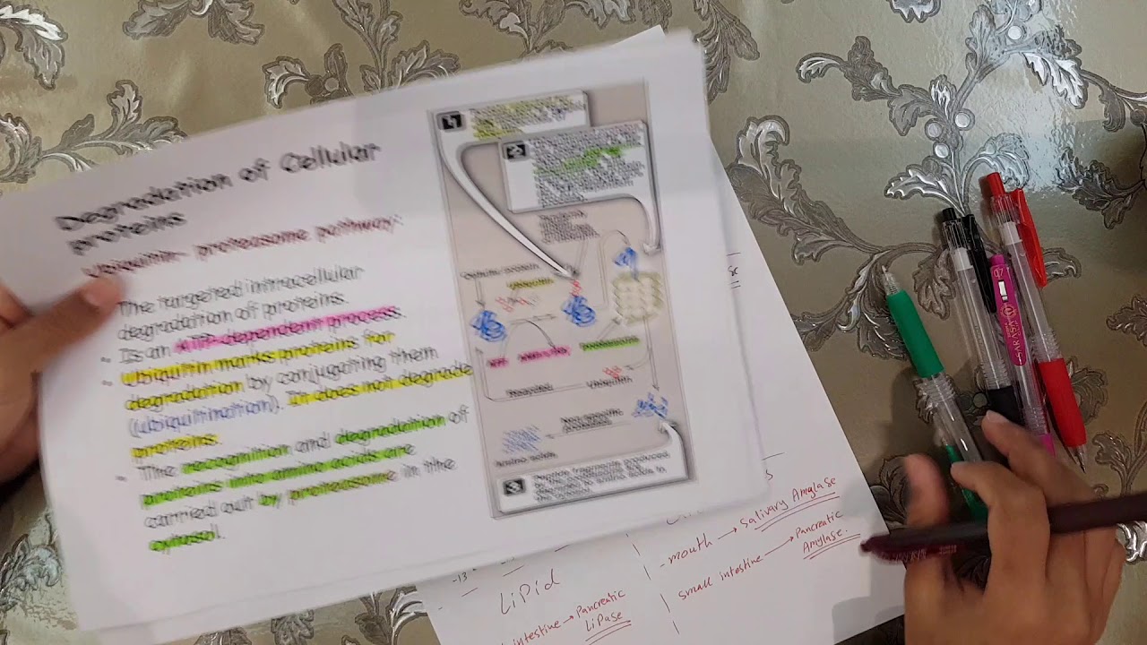 Bio2-10:protein metabolism P1