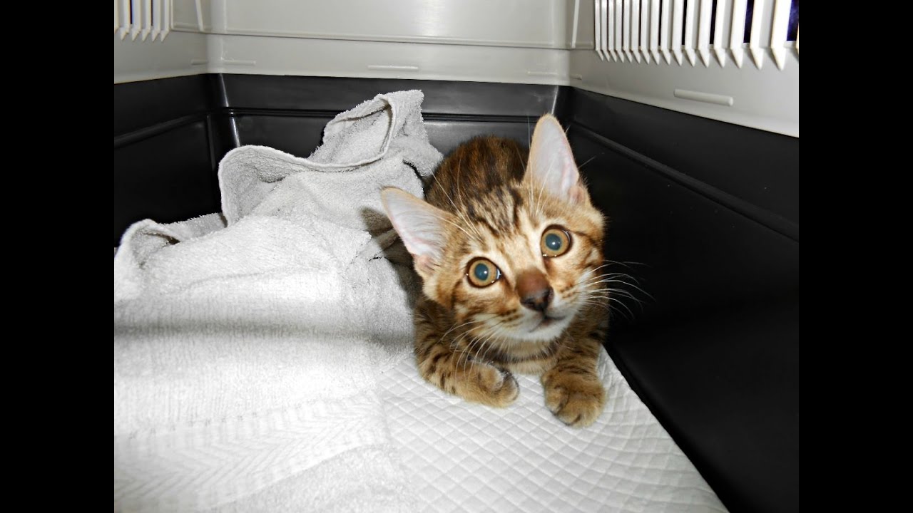 Bengal Kitten First Day Home - 12 Weeks Old! - Kaja Bengaal Cattery