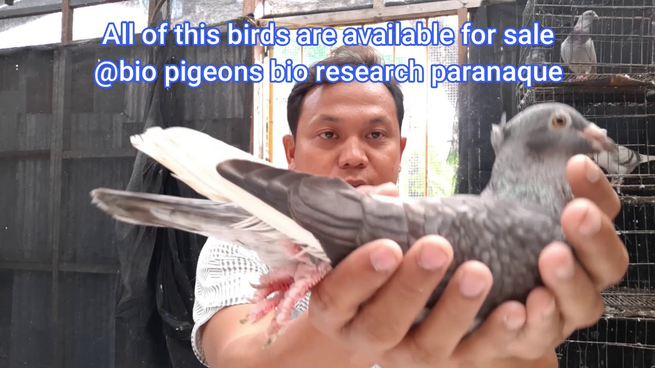 Super rare color pigeons available @bio pigeons bio research paranaque Part 3