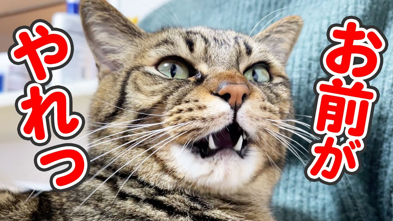 「お前が洗い物しろっ！」と、飼い主にブチ切れる猫