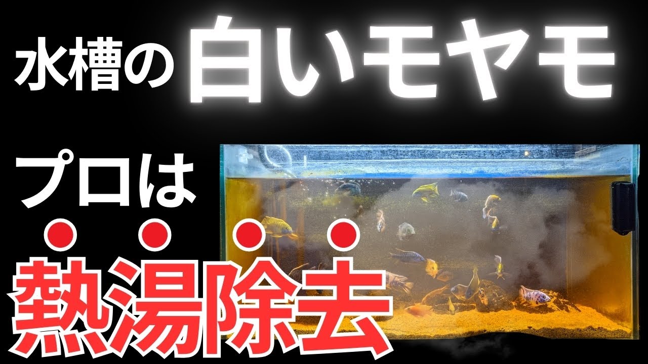 水槽にできる頑固でしつこい白いやつ、完全除去する方法はこれです