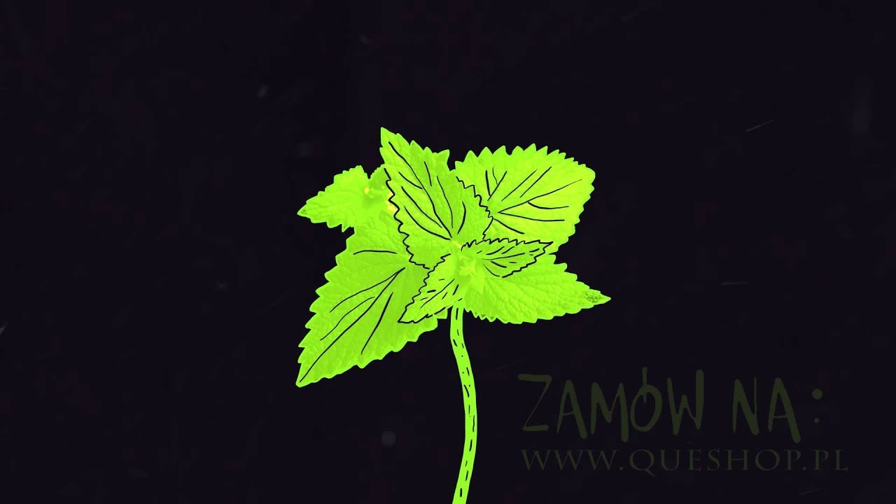 GUZIOR - Mięta