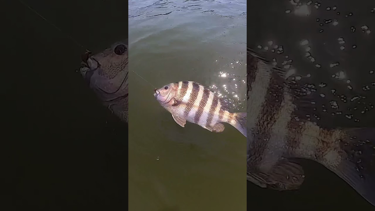 How to catch a sheep in 30 seconds #catchandrelease #sheepshead #sheepsheadfishing #njfishing #ocnj