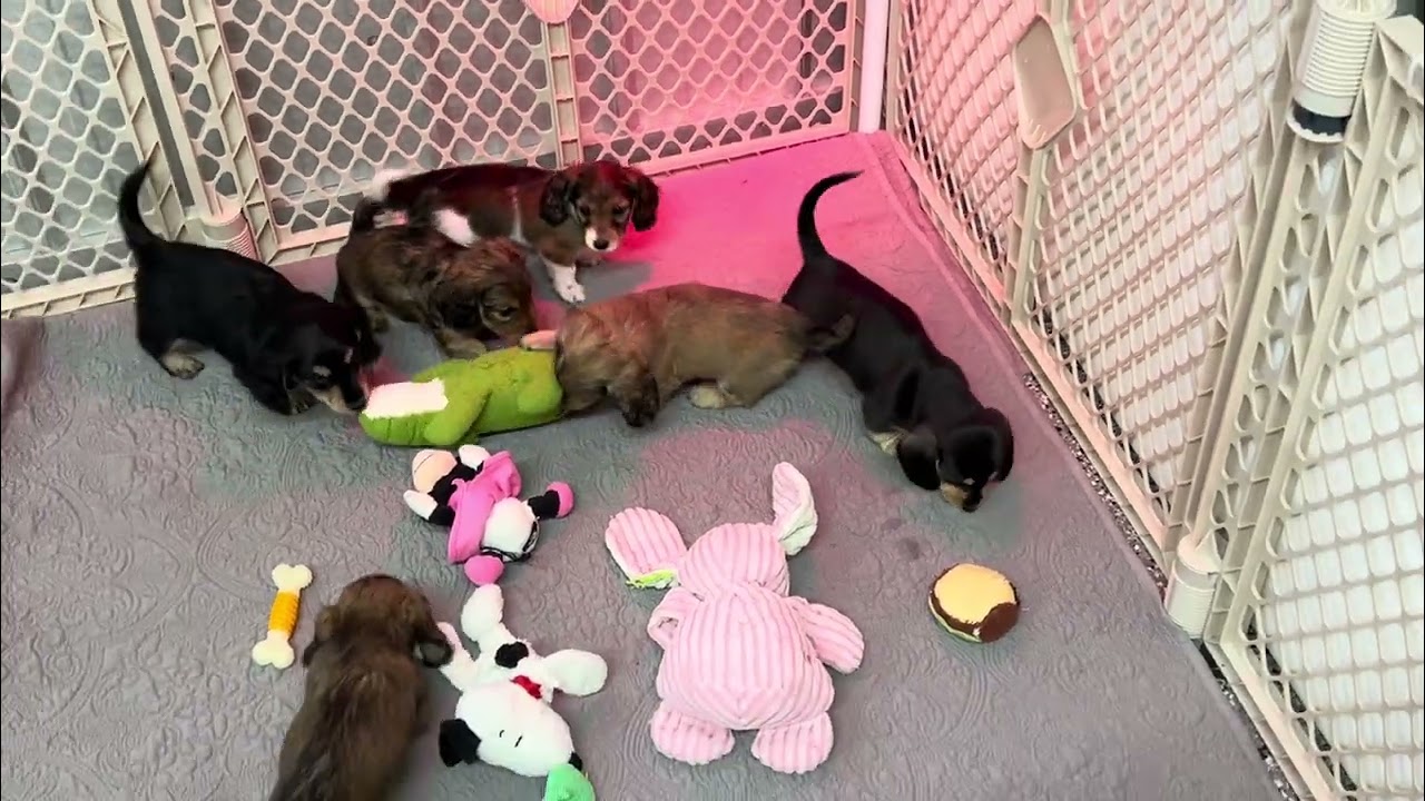 Amaryllis's U Litter Plus Fosters 6 Weeks Old