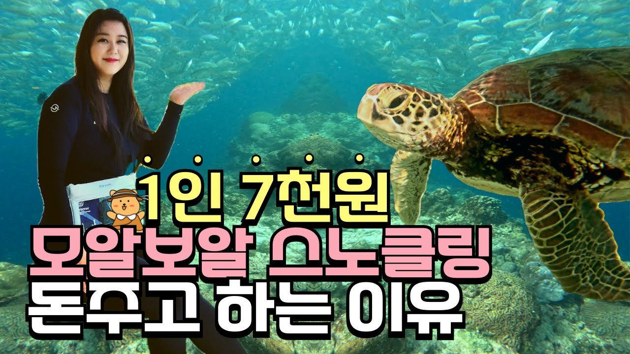1인 7천원 세부 모알보알 스노클링 돈주고 하는 이유 | 스노클링 명소 거북이 포인트 생생후기 | 트리쉐이드 리조트 패밀리룸 내부 | 모알보알 맛집탐방