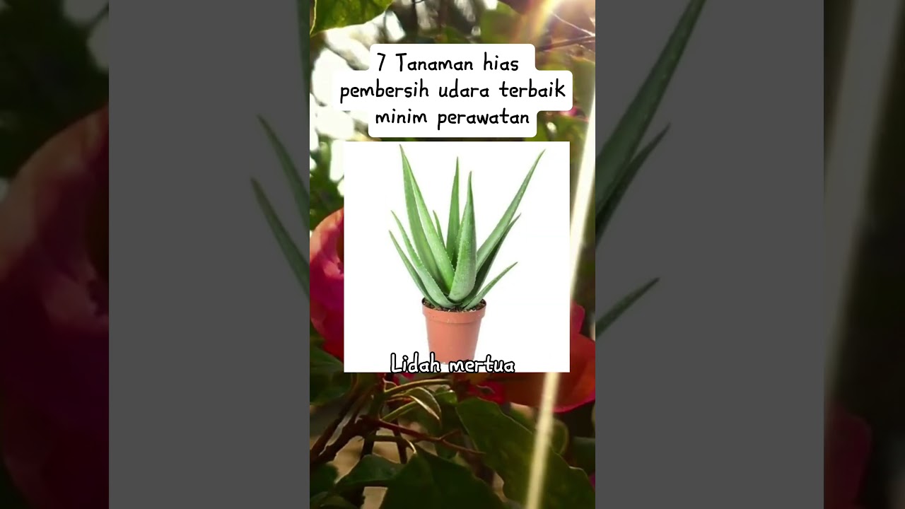 7 Tanaman hias pembersih udara terbaik minim perawatan