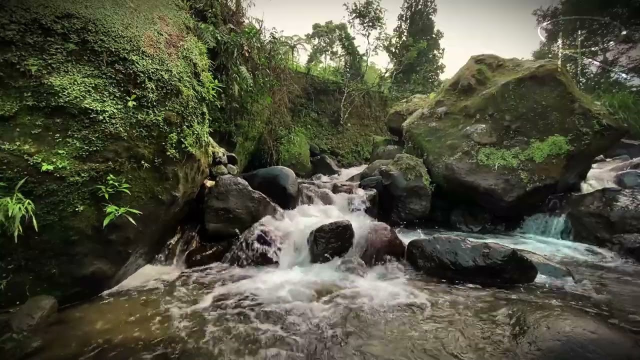 Peaceful River Flowing Sound, Birds Singing in the Forest a Summer Morning Healing Forest
