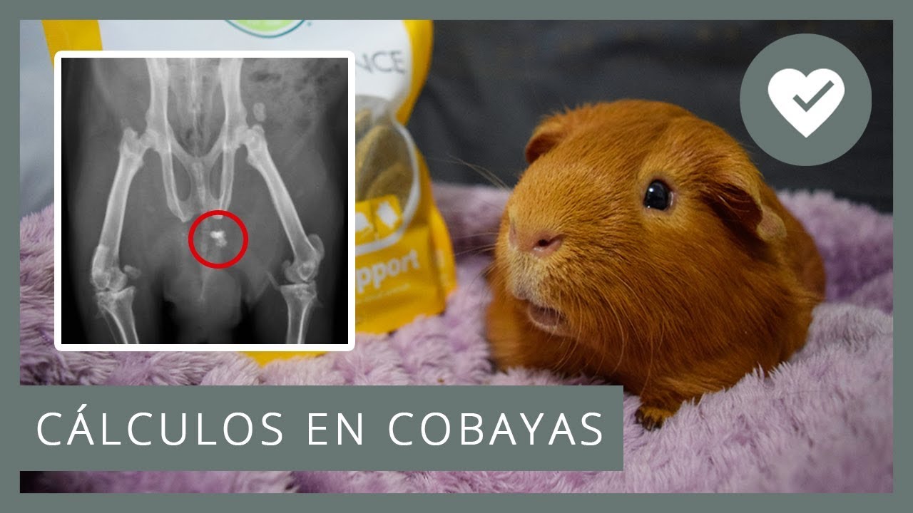 💎 UROLITOS / CÁLCULOS / PIEDRAS EN COBAYAS 🐹 Causas, síntomas, prevención...