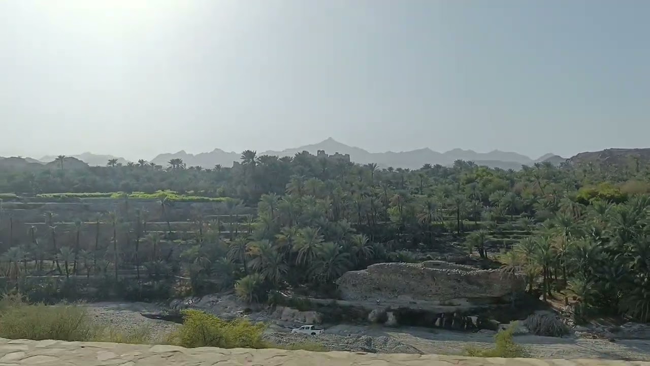 جمال شجر النخل 