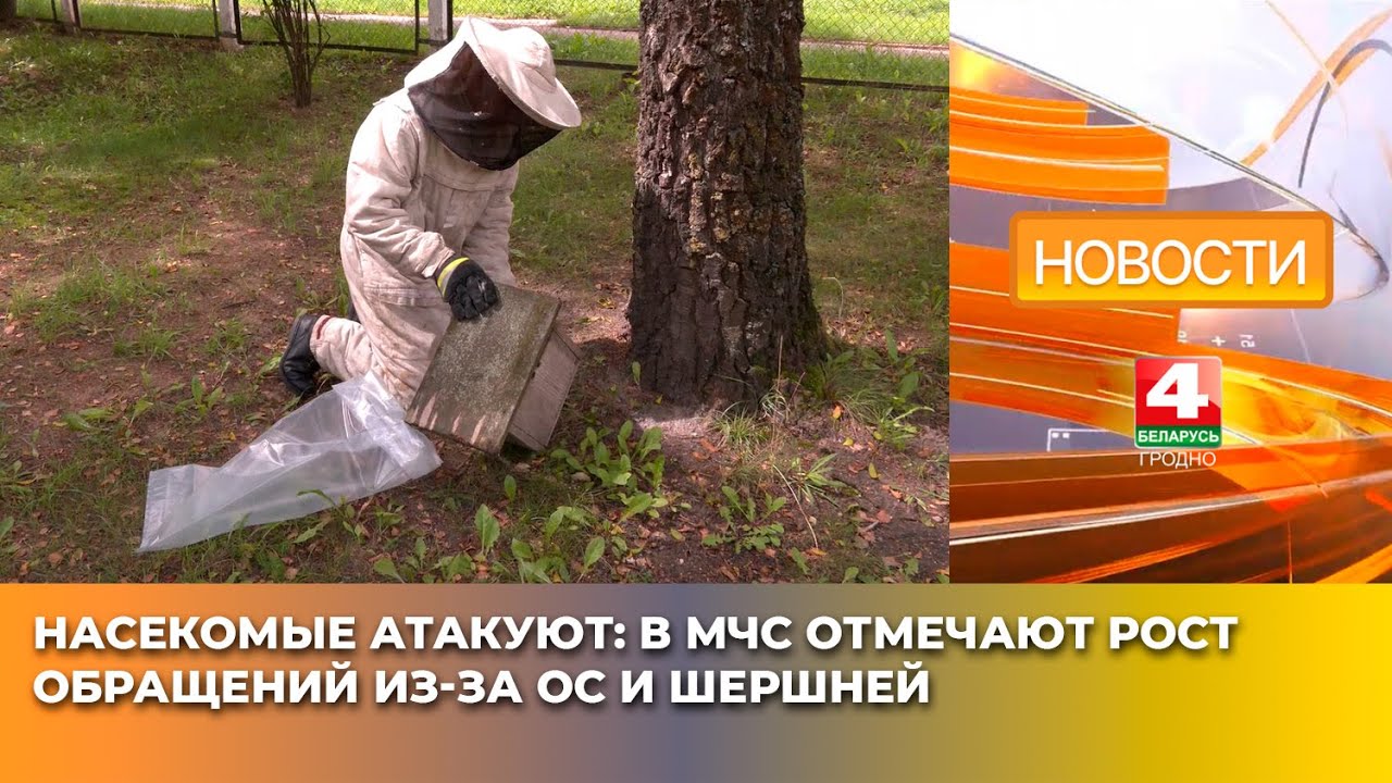 Насекомые атакуют: в МЧС отмечают рост обращений из-за ос и шершней