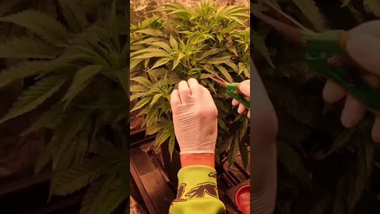 Critical Kush in der Bl&uuml;tephase #eigenanbau #growland #grassanbau #grass #homegrow #weed #growbox