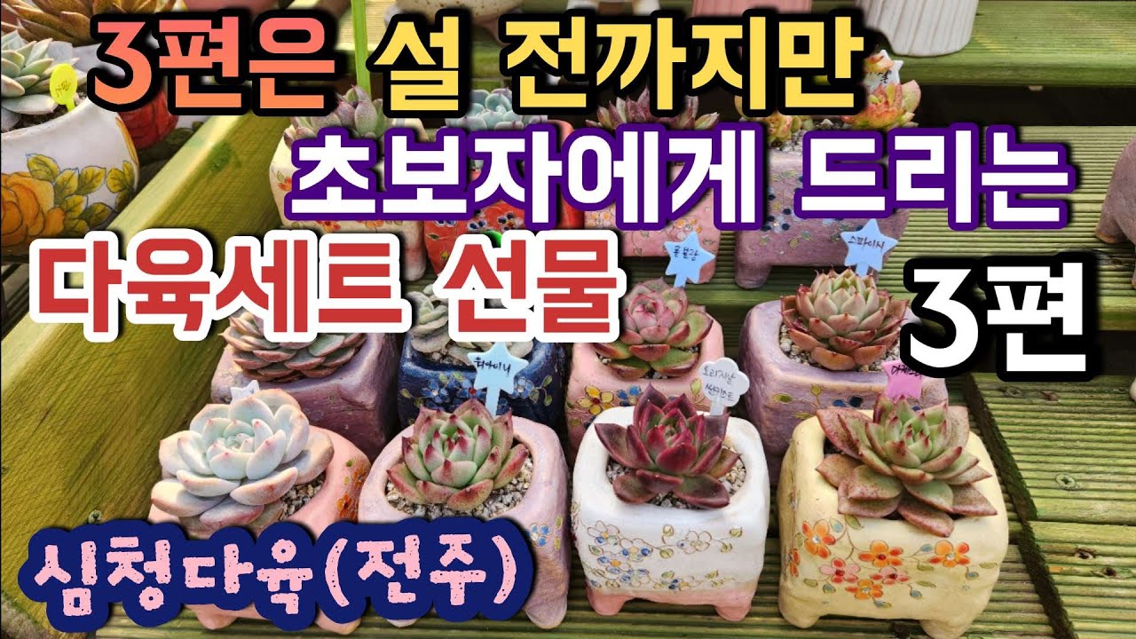 (3편) 설명절 특가 다육이 세트 판매｜한 번에 들이기 좋은 구성 ㅣ#심청다육 ㅣ#신쌤의다다육선(多肉植物, succulent, たにくしょくぶつ)