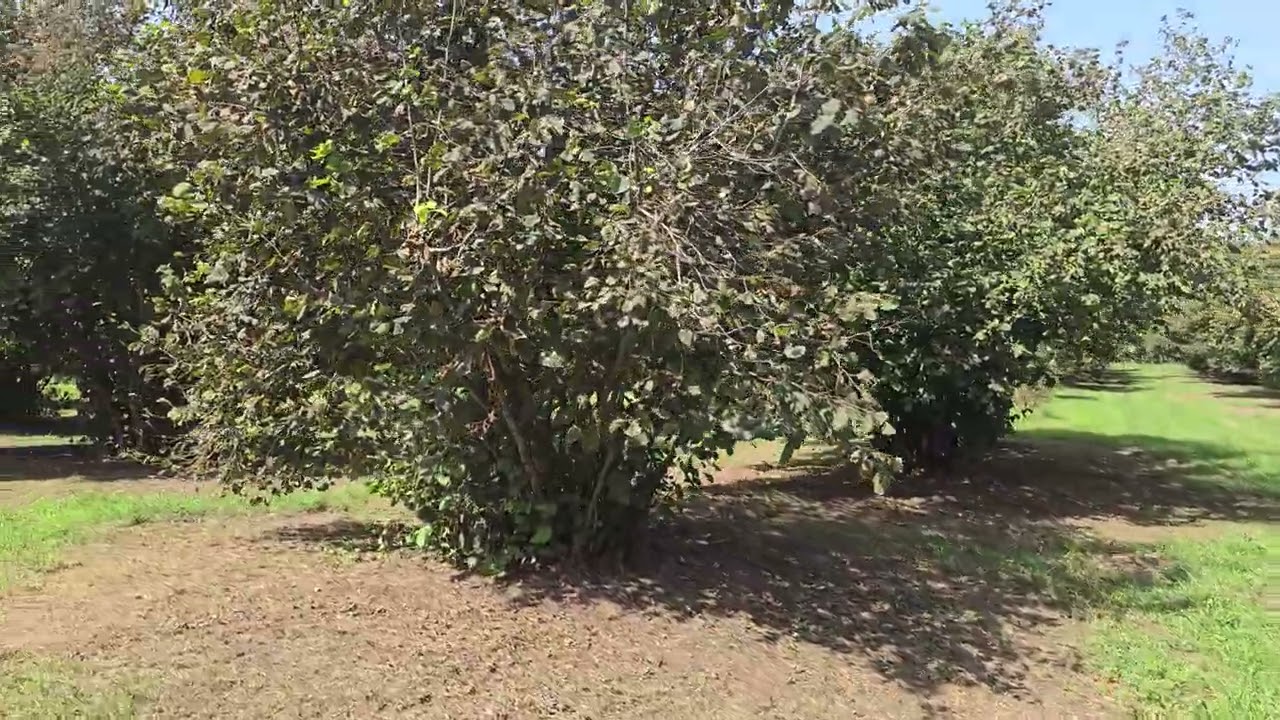 Balakəndə 3.5 hektar findiq bağı satilir əlaqə 0503693002 0554693002 vatsap var Tural makler Balakən