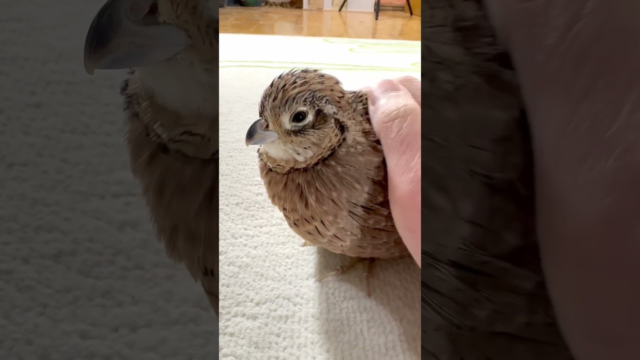 Which quail species are born to be pets?