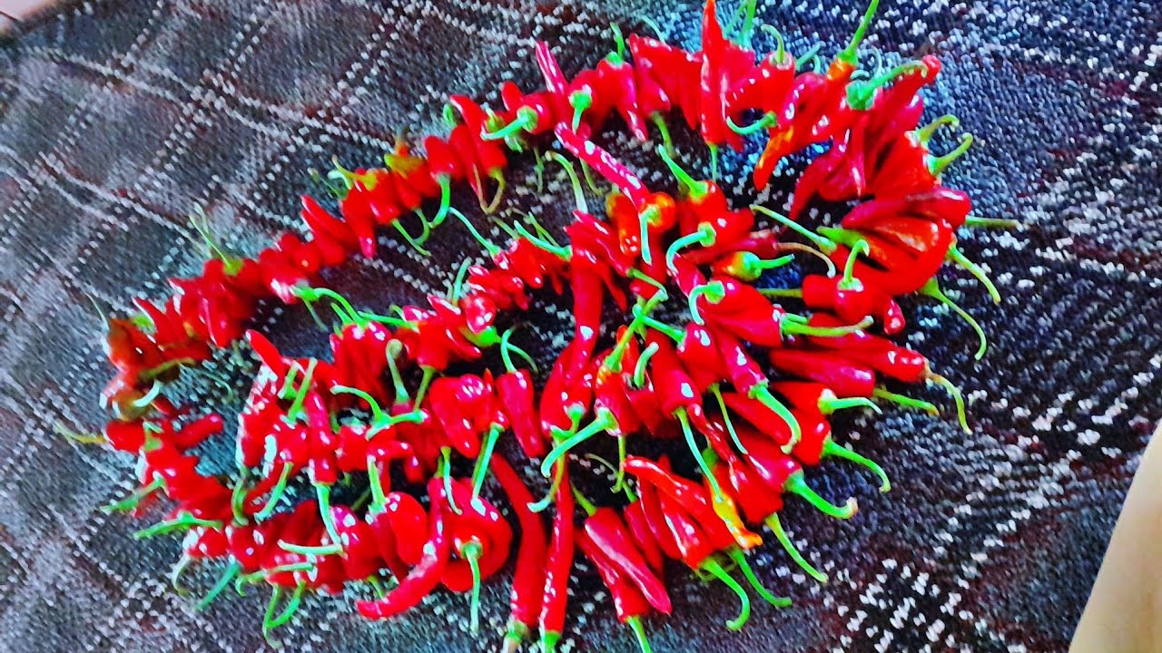 How To Dry Chillies In Village | Mirchi Kese Sukhatey Hain 